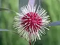 Flower of Hakea laurina pincushion hakea) in Bonbeach, Victoria, Australia