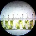 Spirogyra (Each numbered tick = 20&nbsp;μm)