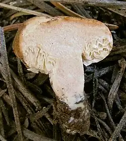 Mushroom fruitbody cut in half, showing reduced gills and half-closed cap