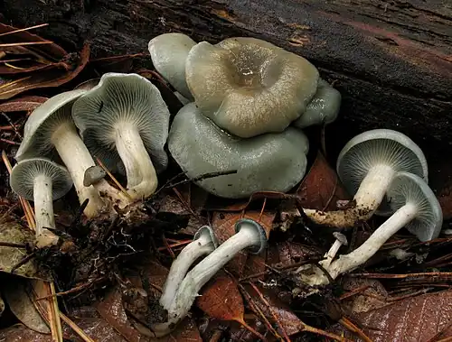 Group in habitat