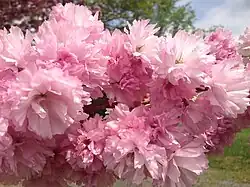 'Kanzan'