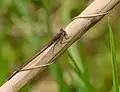 Sympecma fusca