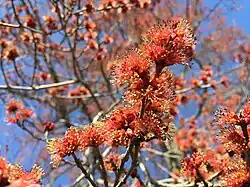 Male flowers