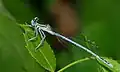 Platycnemis pennipes