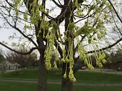 Flowers in spring