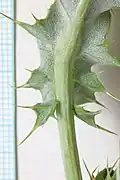 Leaf underside