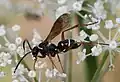 Ceropales maculata maculata in Baden-Württemberg, Germany