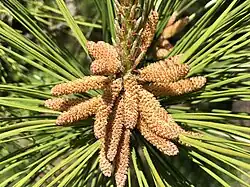 Pinus taeda male (pollen) cones