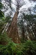 Mountain ash tree in Mount Tanglefoot track forest