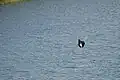 frigatebird plunges into Laguna El Junco