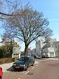 'Exoniensis' in April, the Brink, Betondorp, the Netherlands (2022)