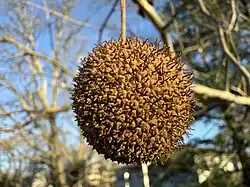 Ripe fruit on tree