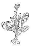 Chapter 213. Herba paralisis – slusselblomen