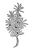 Chapter 218. Juniperus – wegholler