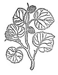 Chapter 260. Moracelsi – mulberen Morus alba / Morus nigra