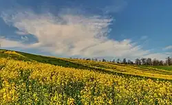 Rapeseed farm in Peyrajeh Rural District
