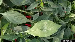 Unknown Phyllactinia sect. Leveillula species on Capsicum in India.
