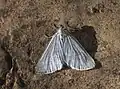 Grey Carpet moth
