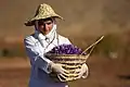 Saffron Farm, Harvest time