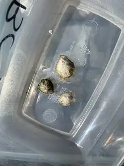Egg Sacs (Cairo, Egypt)