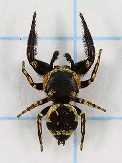 R. setipes from Japan