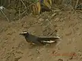 In Thar Desert, India.
