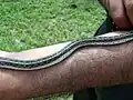 The body of the snake
