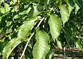 Foliage
