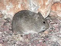 Gray rat