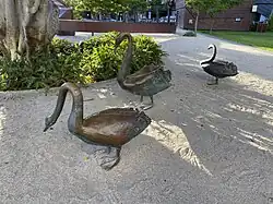 The bronze Black Swans