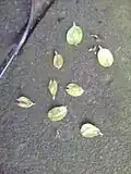 Samarae of same