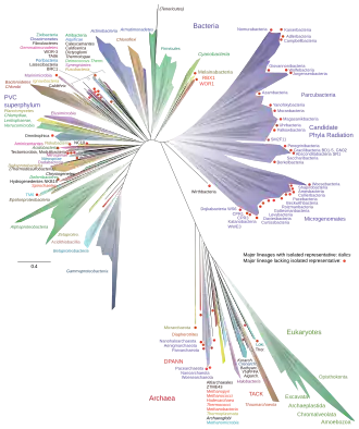 A 2016 metagenomic representation of the tree of life, unrooted, using ribosomal protein sequences. Bacteria are at top (left and right); Archaea at bottom; Eukaryotes in green at bottom right.[137]