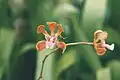 Encyclia cordigera flower