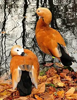 The Tadorna ferruginea, or ruddy shelduck, lives in Southeast Europe, Central Asia and Southeast Asia, and migrates in the winter to India.