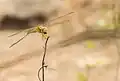 A dragon fly (helicopter) at Kambalakonda