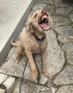 A dog, mid play sneeze