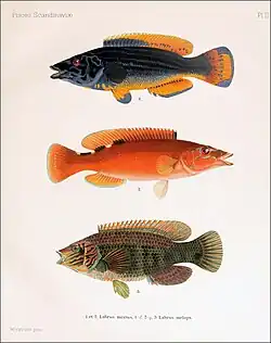 Cuckoo wrasse and corkwing wrasse by Wilhelm von Wright