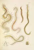 A monograph of the British marine annelids 1910