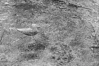 Two model birds painted by Thayer: painted in background colours on the left, countershaded and nearly invisible on the right