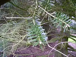Leaves