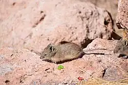 Brown mouse