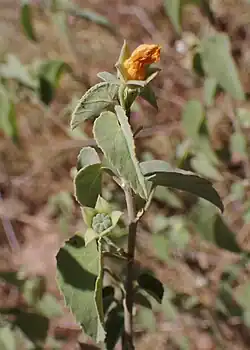 Foliage