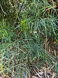 A. salicina foliage, Richmond River, Ballina, New South Wales.