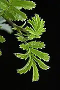 Leaves