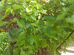 Foliage