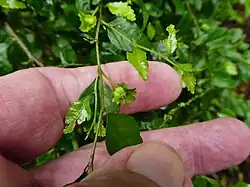 Fruit
