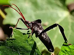 lateral view