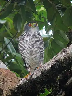 Accipiter_superciliosus_Azor_diminuto_Tiny_Hawk_(female)_(8114042342)_(cropped)
