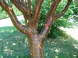 Trunk