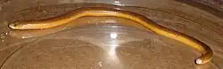 Acontias percivali